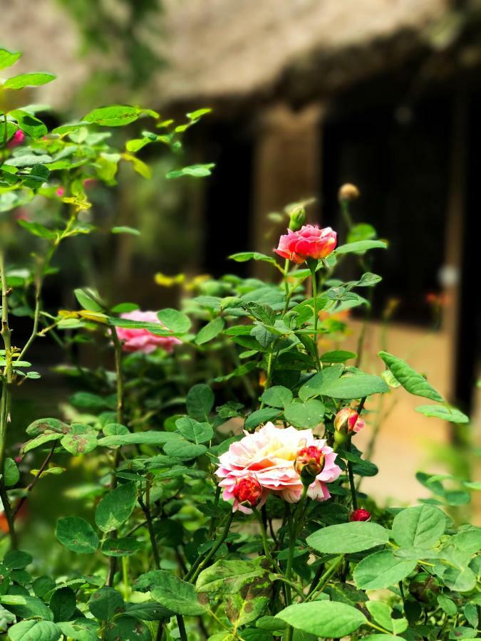 May Homestay - Tam Coc Local Village Ninh Binh Dış mekan fotoğraf